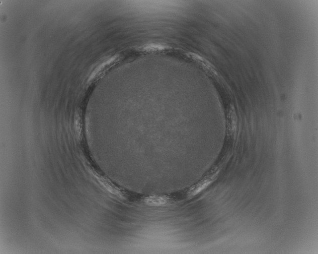 X0000070340762200606231532