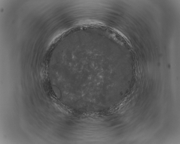 X0000070340775200606231531