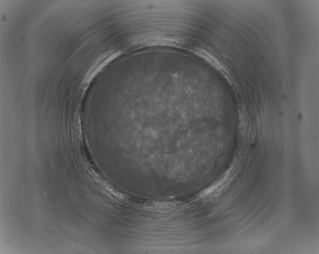 X0000070340782200606231531