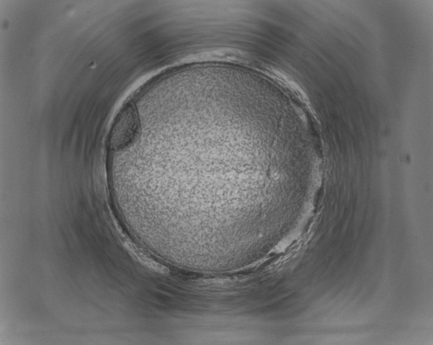 X0000070340792200606231531