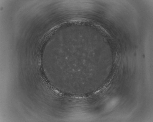 X0000070340821200606231530