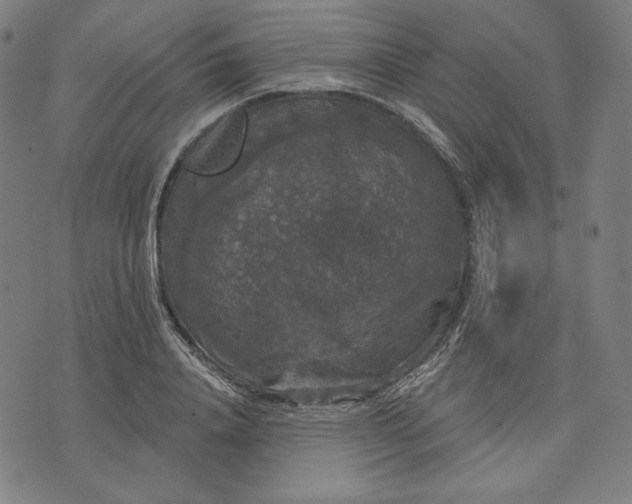 X0000070340840200606231530