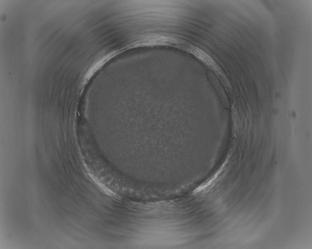 X0000070340842200606231530