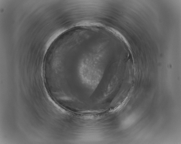 X0000070340855200606231530