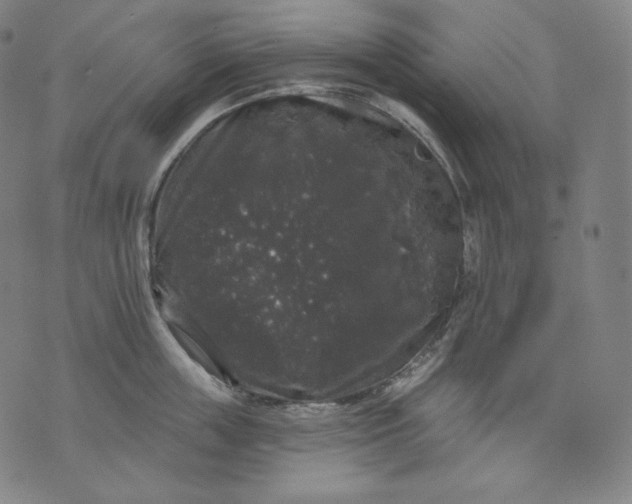 X0000070340859200606231530