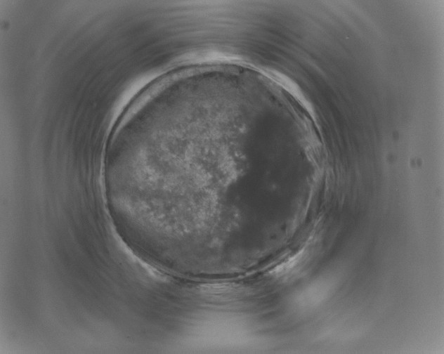 X0000070340863200606231530