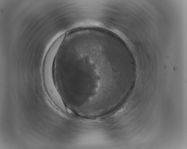 X0000070340864200606231530