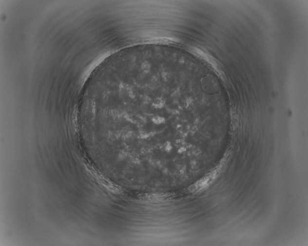 X0000070340875200606231530