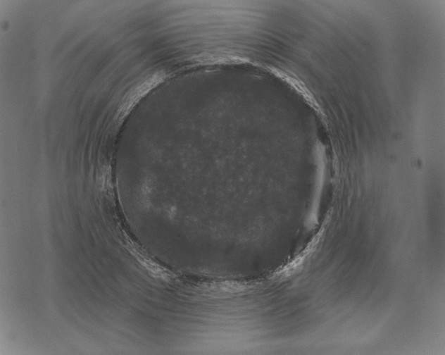 X0000070340881200606231529