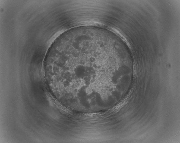 X0000070340883200606231529