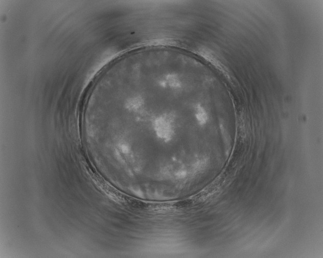 X0000070340886200606231529