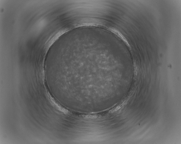 X0000070340890200606231529