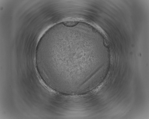 X0000070340896200606231529