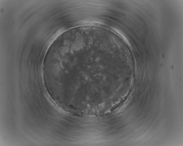 X0000070340899200606231529