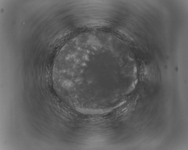 X0000070340917200606231528