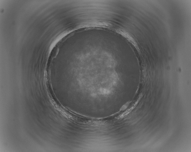 X0000070340928200606231528