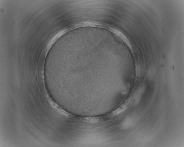 X0000070340954200606231529