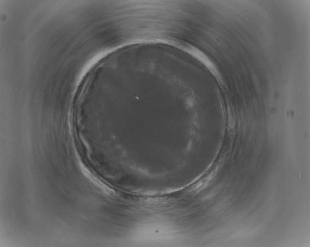 X0000070340958200606231529