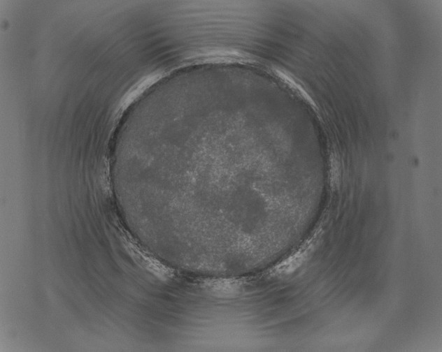 X0000070340970200606231528