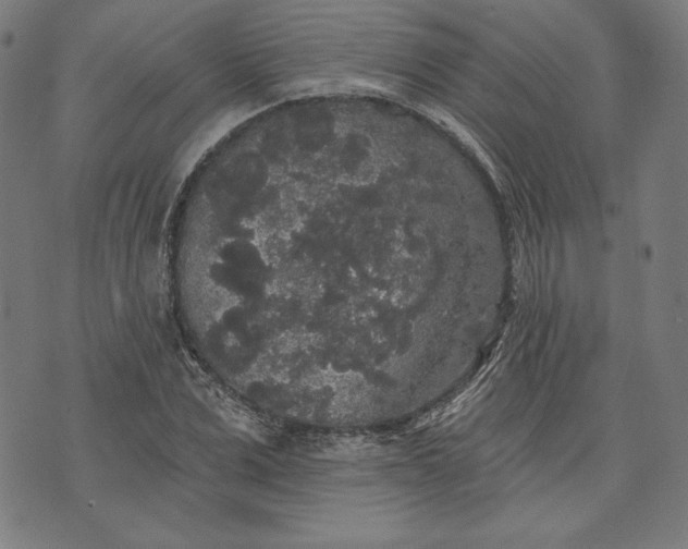 X0000070340975200606231528