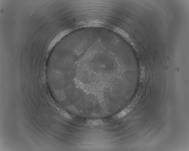 X0000070340978200606231528