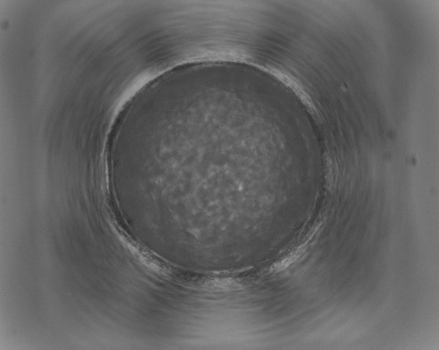 X0000070340982200606231528