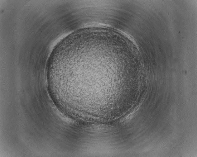 X0000070340987200606231528