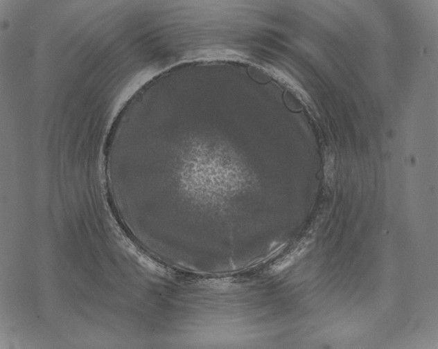 X0000070340990200606231528