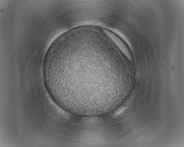 X0000070340991200606231528