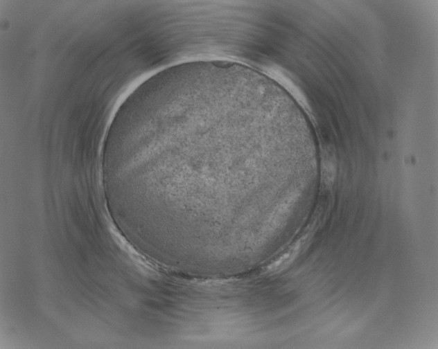 X0000070341004200606231527