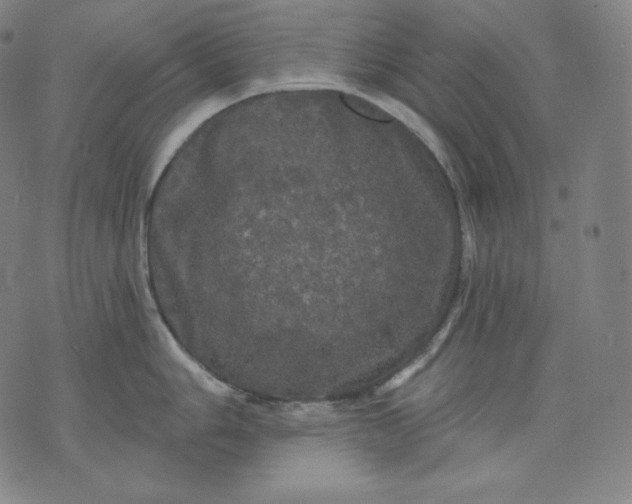 X0000070341006200606231527