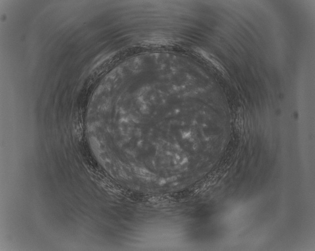 X0000070341015200606231527