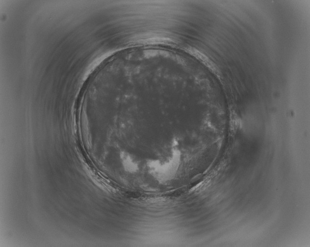 X0000070341031200606231527