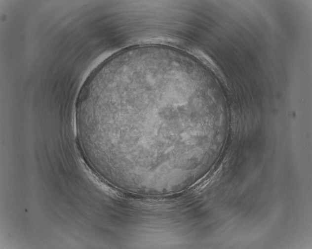 X0000070341036200606231527