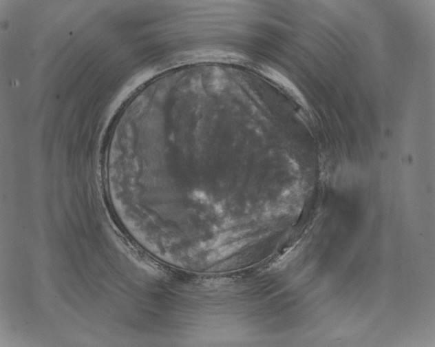 X0000070341043200606231527