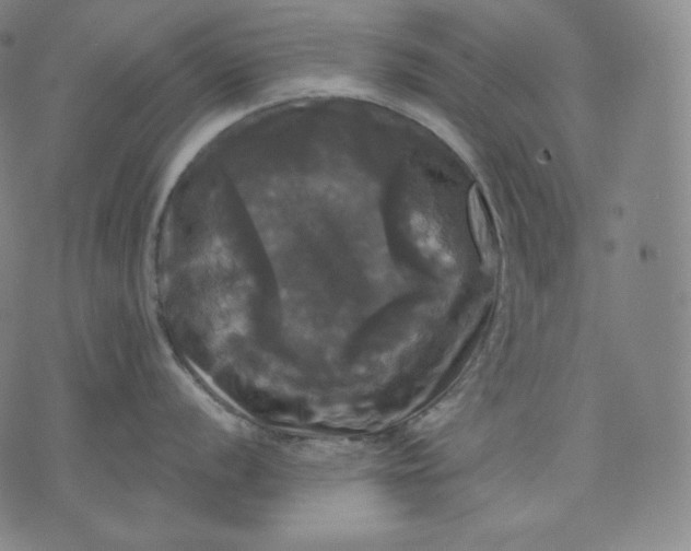 X0000070341056200606231527