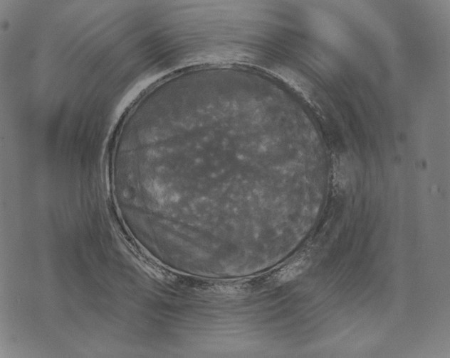 X0000070341078200606231526