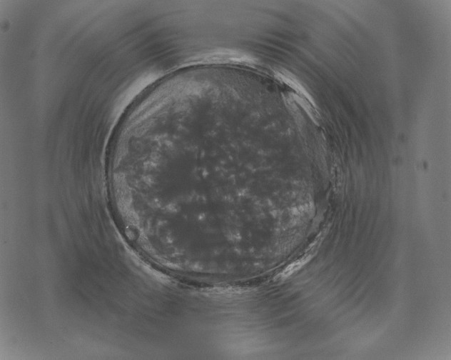 X0000070341087200606231526