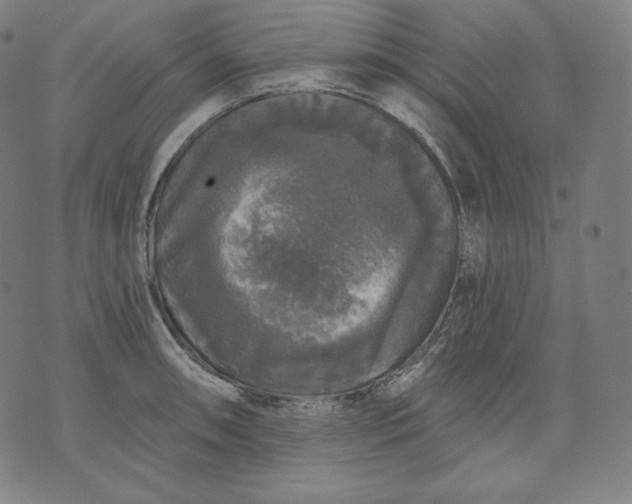 X0000070341090200606231526