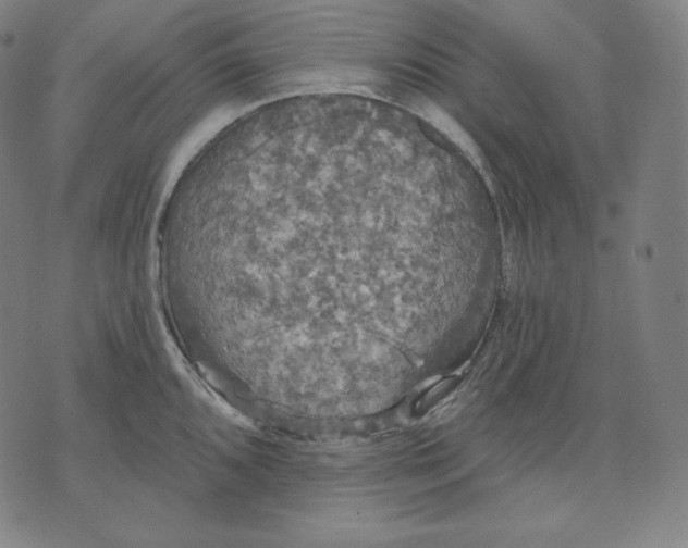 X0000070341096200606231526