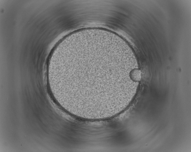 X0000070341126200606231525