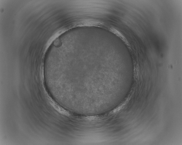 X0000070341130200606231525