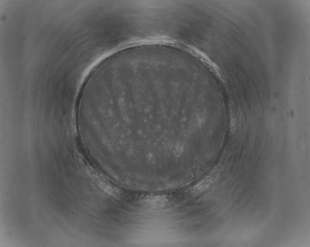 X0000070341174200606231525