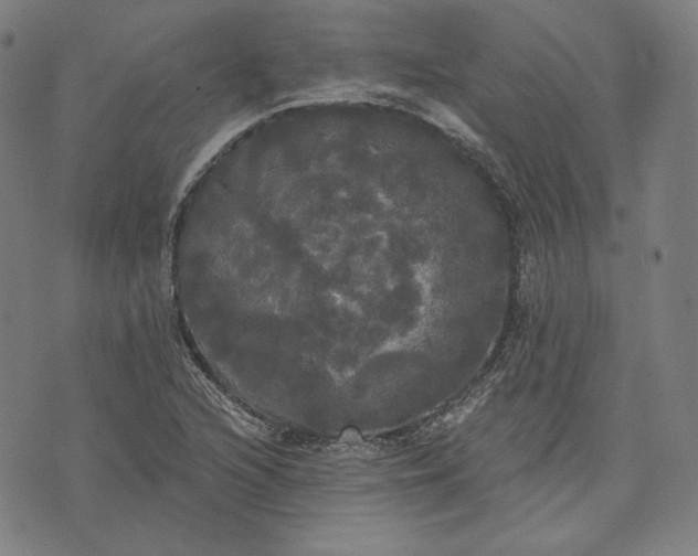 X0000070341216200606231524