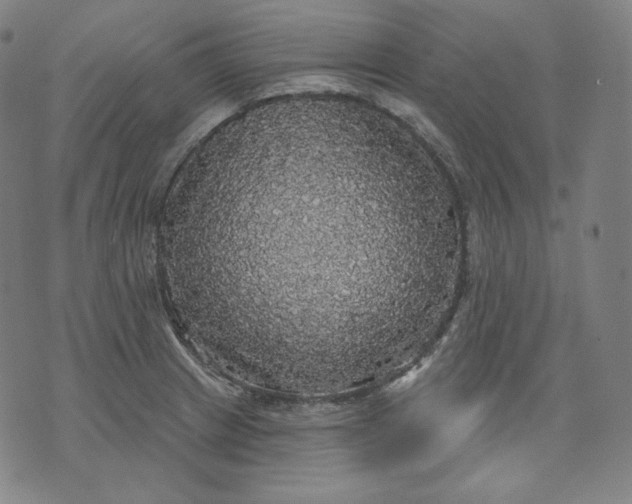 X0000070341233200606231524