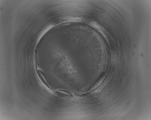 X0000070341235200606231524