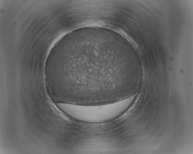 X0000070341240200606231524