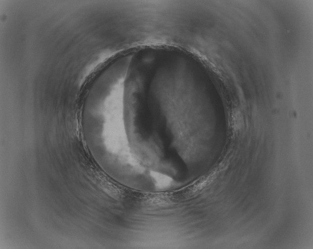 X0000070341262200606231523