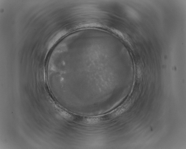 X0000070341274200606231523