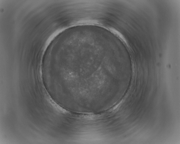 X0000070341288200606231523